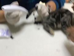 -美联众合宠物医院·爱萌分院·内外科·猫科中心