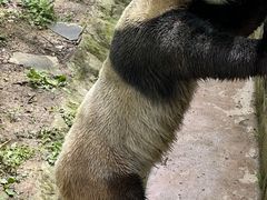 -都江堰中华大熊猫苑