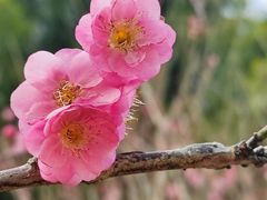 -桃花涧