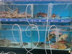 -长洲岛