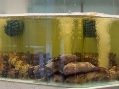 -至尊鲨鱼·原烹海鲜·新浙菜(拱宸桥店)