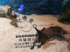 -zoonana室内动物园(东方福来德店)