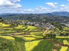 -桑洲油菜花景区