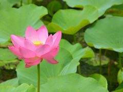 -荷塘月色湿地公园·向阳花洲