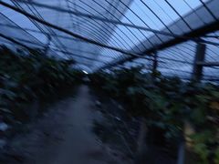 -马陆小张葡萄园农家乐