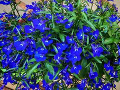 -观唐（国际）度假村温泉