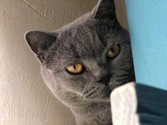 -猫小院猫主题咖啡厅(北锣店)