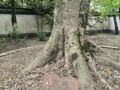 -上海佘山国家森林公园天马山园