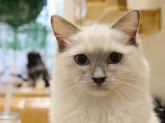 -藏猫猫咖啡主题馆(中央大道店)