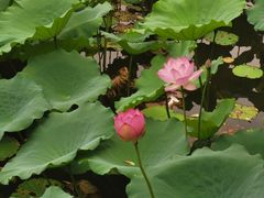 -荔湾湖公园