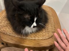 -有猫主题·治愈系猫咖(曾厝垵店)