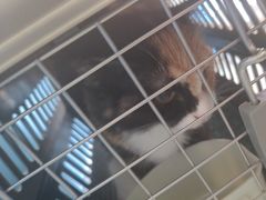 -瑞派福兴宠物医院犬猫全科·骨科·中西医结合(河东店)