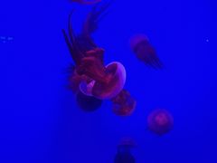 -蓬莱欧乐堡海洋极地世界