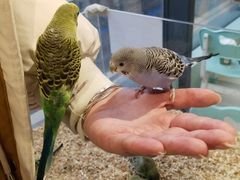 -怪兽屋·羊驼·猫咖·狗咖(俊华广场店)