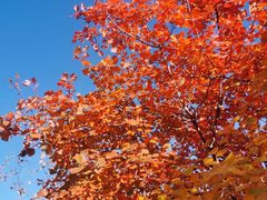 -北京西山国家森林公园