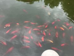 -龚家花园农家乐休闲别墅