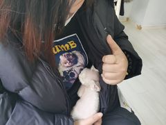 -喵的天空名猫咖啡馆·撸猫·猫舍·用品