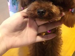 -八公叔叔宠物美容连锁(春申店)