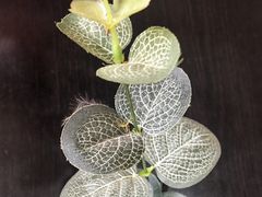 -参差咖啡(水果湖公园店)