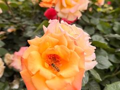 -阿什卡咖啡馆ESSCA COFFEE(塔里木石油宾馆店)