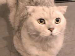 -Mr.Fox狐狸先生超级密室(南山店)