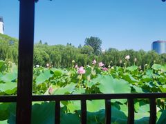 -莲花池公园