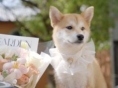 -翊宠yipet猫狗购宠庄园犬舍•猫舍