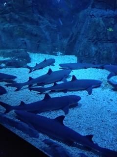 -烟台海昌鲸鲨海洋公园