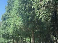 -新疆那拉提国家旅游度假区