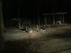 -清迈夜间动物园