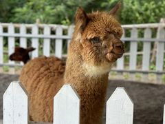 -大连铭湖国际观光牧场