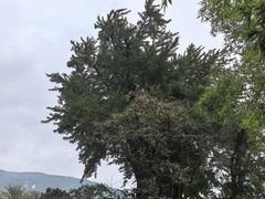 -泰山风景名胜区-普照寺