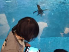 -帝企鹅自助餐厅•儿童岛•真企鹅(长隆企鹅酒店)