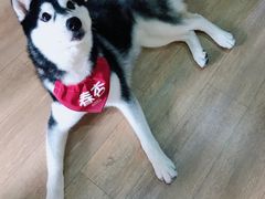 -Husky Go! 哈士奇体验馆·宠物咖啡厅狗咖