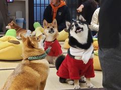 -逗柴咖啡屋·狗咖猫咖宠物桌游