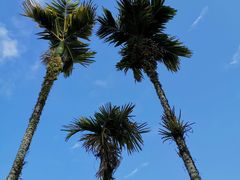 -海南槟榔谷黎苗文化旅游区