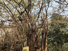 -瑞丽独树成林风景区