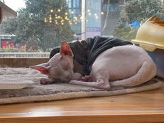 -欣宠猫屋·矮脚拿破仑·蓝金金渐层