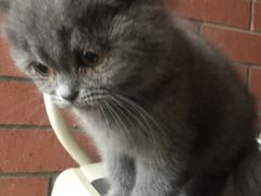 -喵zoo家庭繁育猫舍(尖东智能花园店)