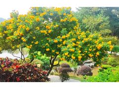 -东莞植物园