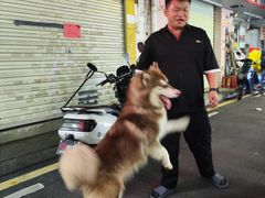 -笨猪青年旅舍(西乡地铁站店)