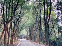 -象山森林公园