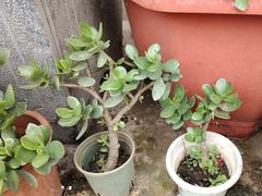 -老渔家·白族·石板烧·野生菌火锅(古城中心店)