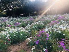-松山湖梦幻百花洲