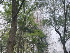 -月湖风景区