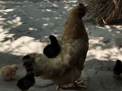 -杭州六谷生态休闲农庄有限公司