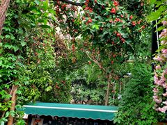 -柴犬高等学院·狗咖·柴犬售卖·宠物训练