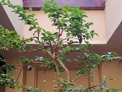 -元古本店(南锣鼓巷店)