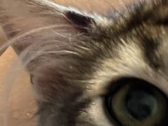 -纳吉亚猫专科动物医院(康都外科中心)