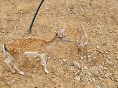 -石家庄市动物园